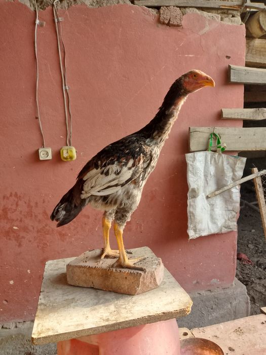 Dakan makionlar sotiladi