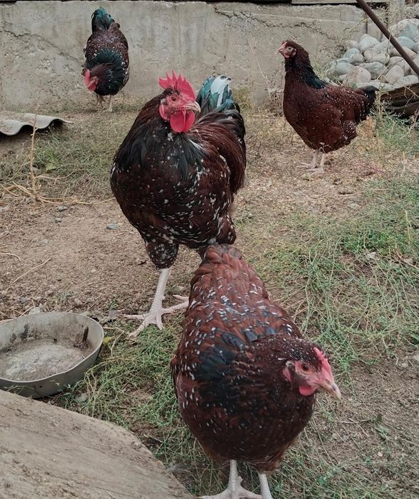 Продам домашних кур