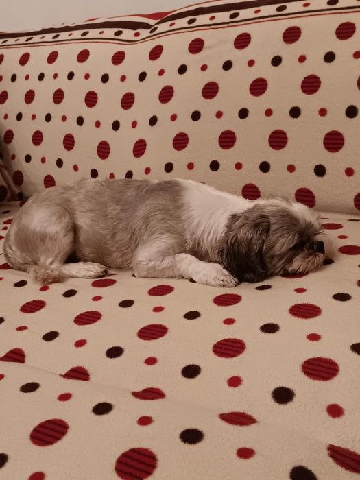 Tund căței la domiciliu