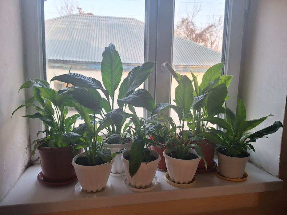 Взрослые и укорен дом цветы