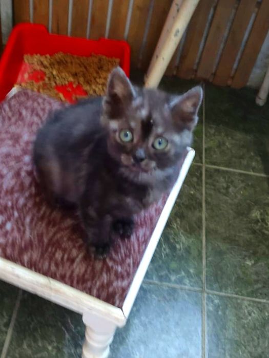 Котенок в добрые руки