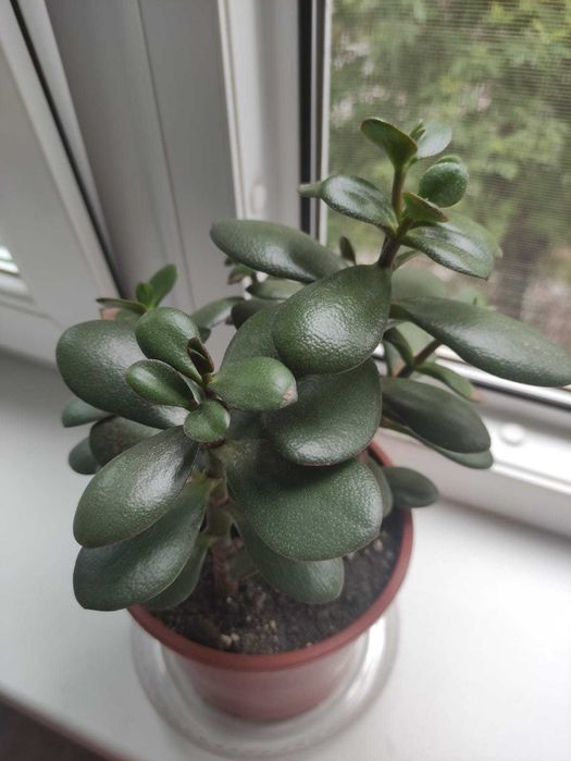 Crassula (Крассула) 2500