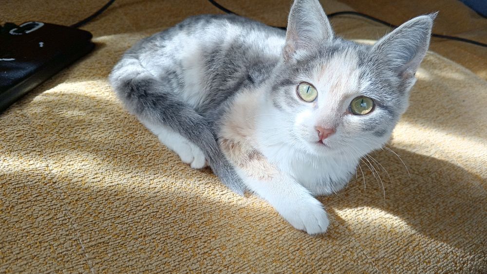 Отдам даром в добрые руки, кот мальчик