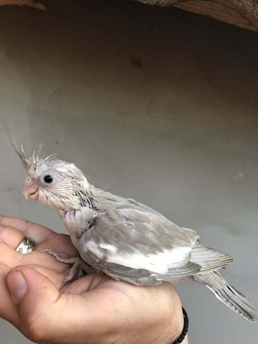 Papagali nimfa nimfe pui si maturi