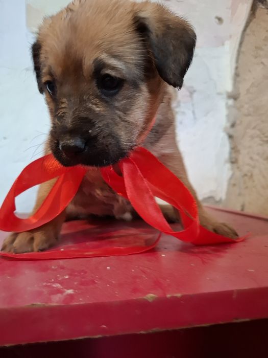 Щеночек девочка в поиске дома