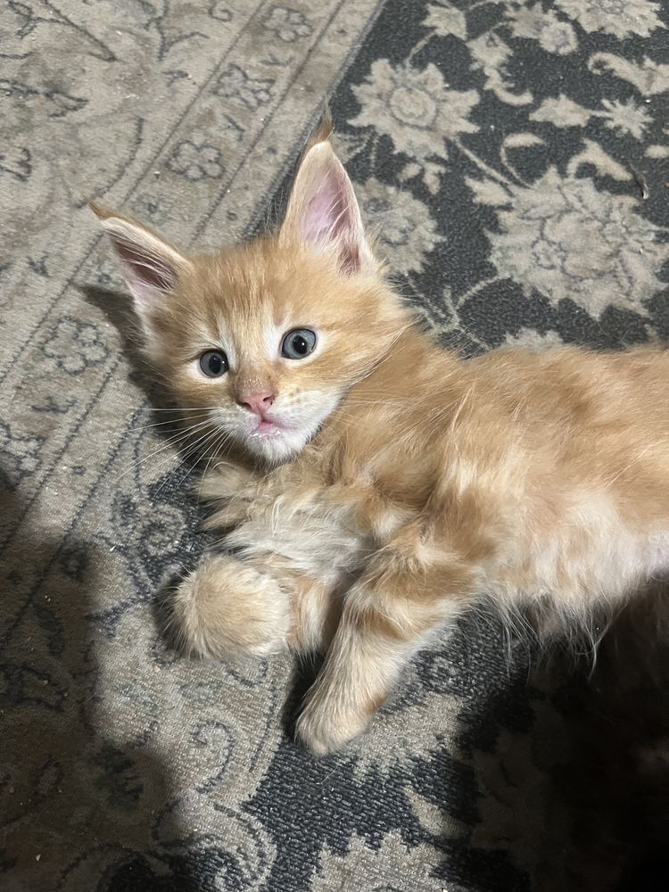 Котята мейнкуну крупные