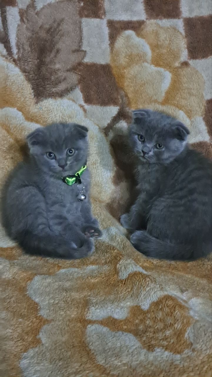 Продаются котята