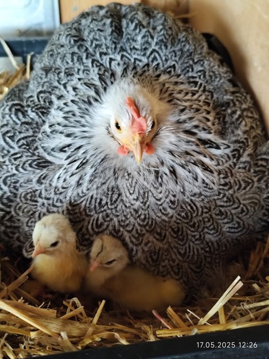 Găini cochinchina pitic herminat închis