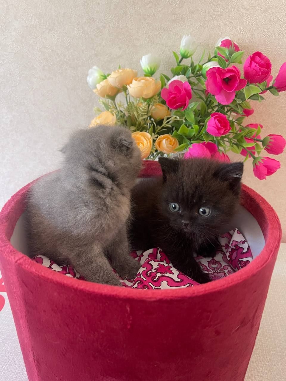 Продаются котята чистокровные осталось толка две котенка.
