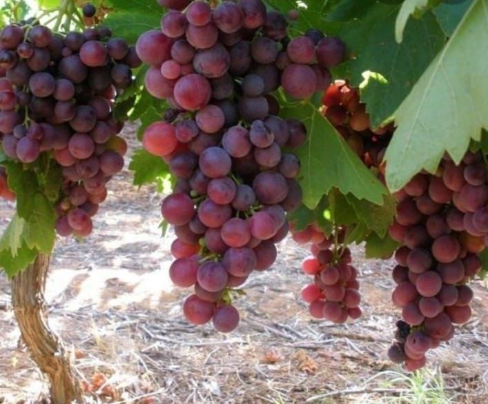 Butași vita de vie de vânzare