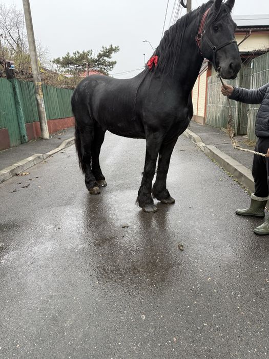 Vand armasar Frizian