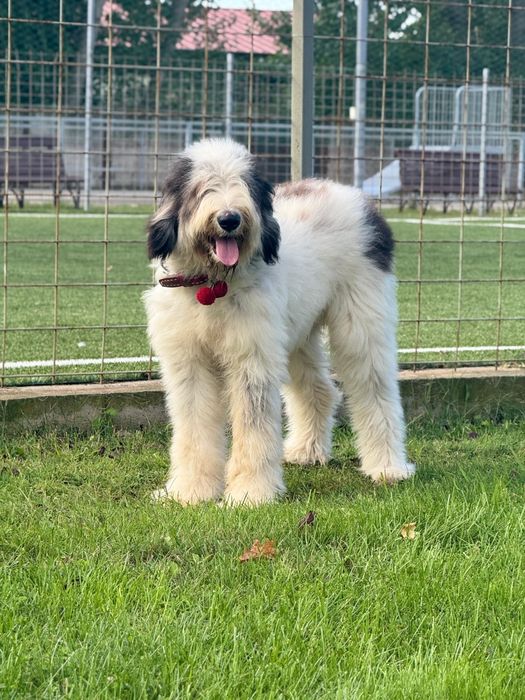 Vând Femelă Ciobănesc Mioritic cu pedigree