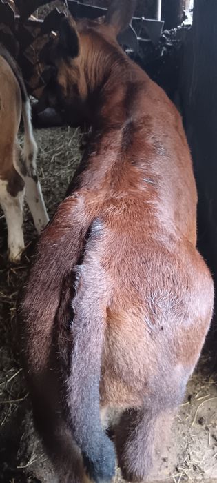 Viței Din Monta De Carne(Angus)