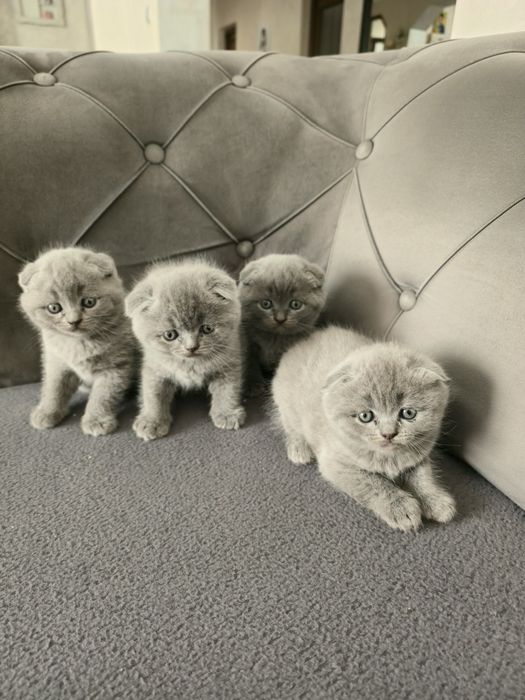 Pisicuțe Scotish fold