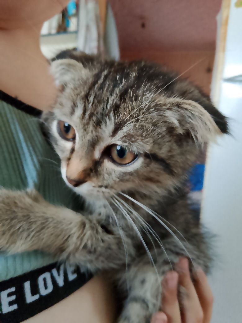 Котята в добрые руки!