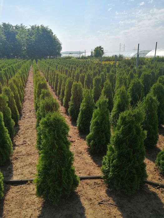 Туя , зимоусточива подходяща за Саксий, кашпи и директно в земя
