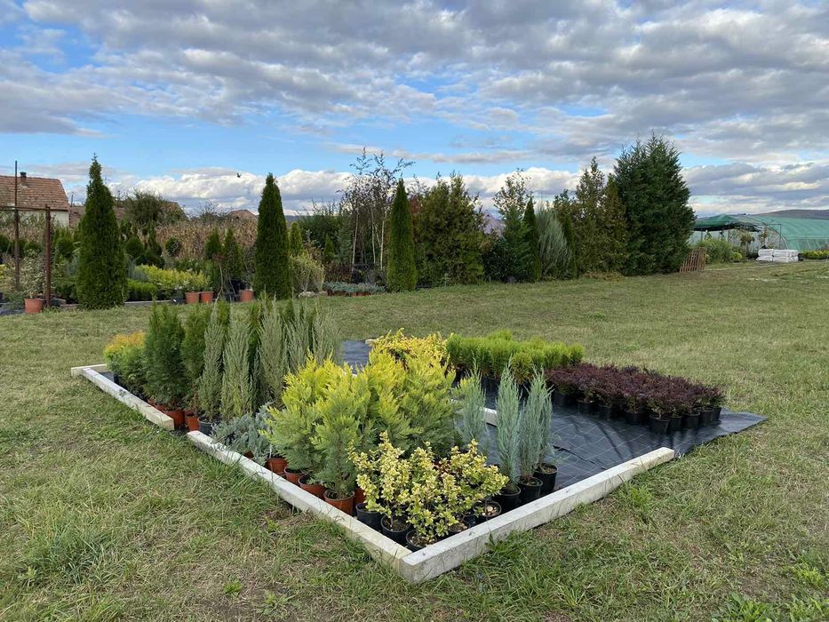 Leylandii / Laur Englezesc / Photinia R. Robin / Gold Rider / Gard viu