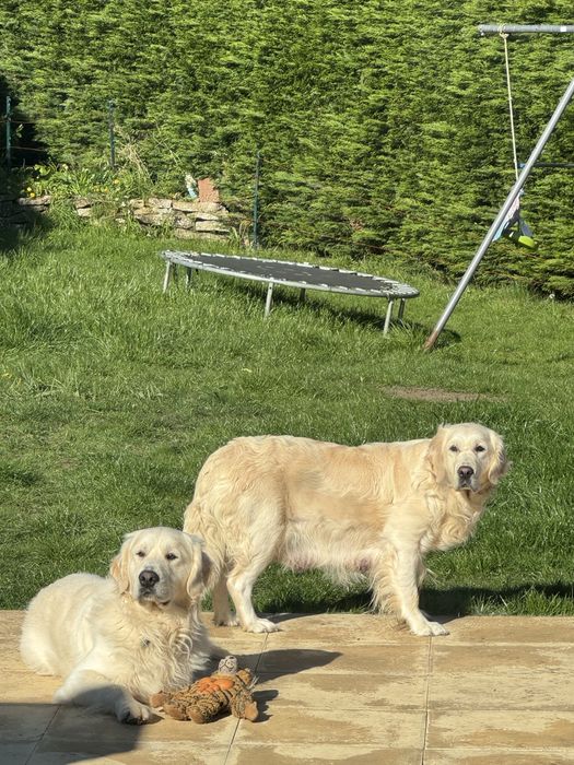 Golden retriever cu pedigree