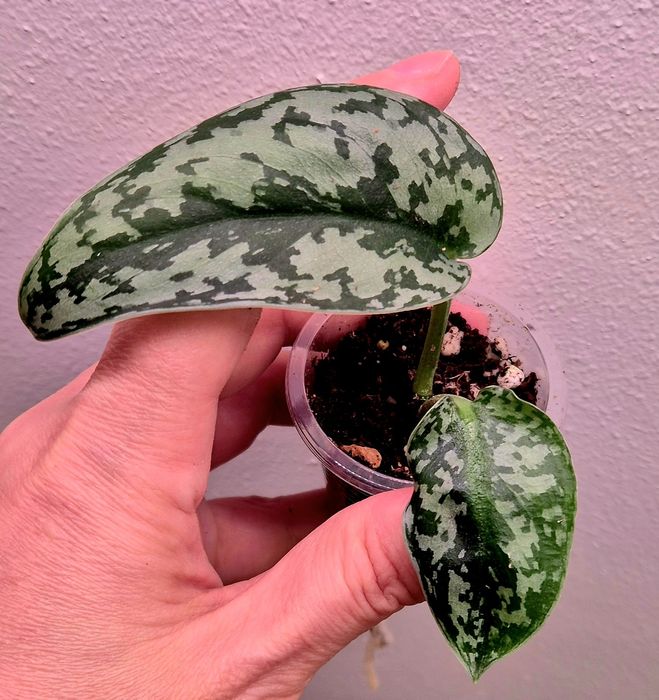 Сциндапсусы сортовые