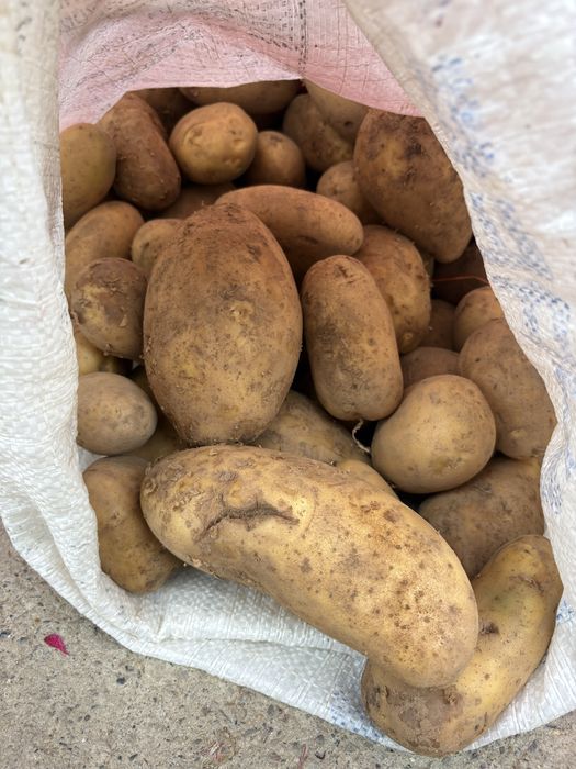 Cartofi albi si rosii