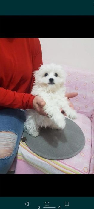 Bichon maltez băiețel mini toy