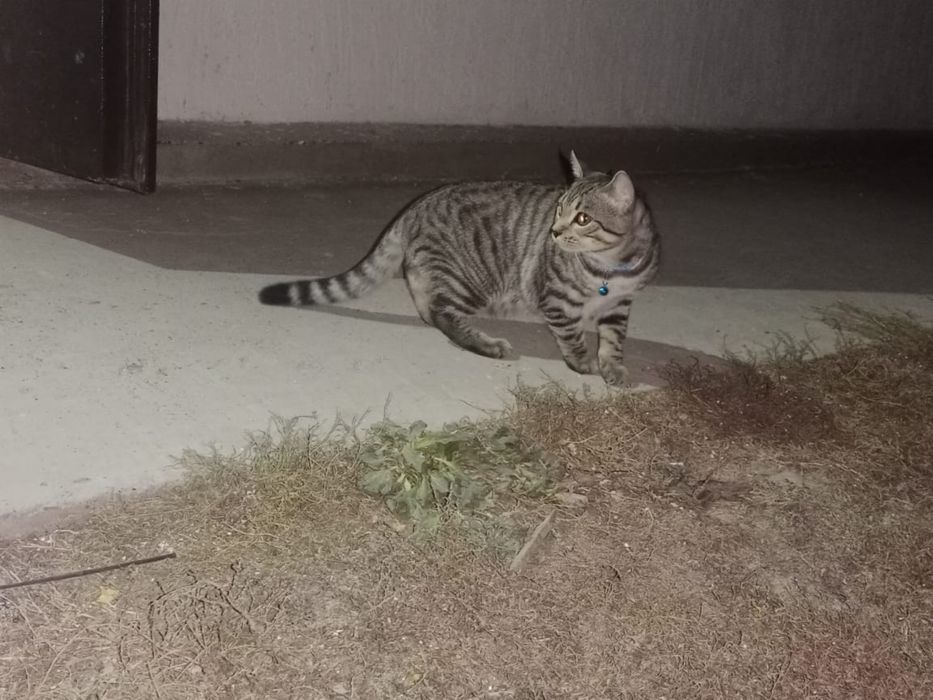 Отдам кота в добрые руки