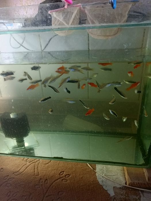 Продаются рыбки для аквариума