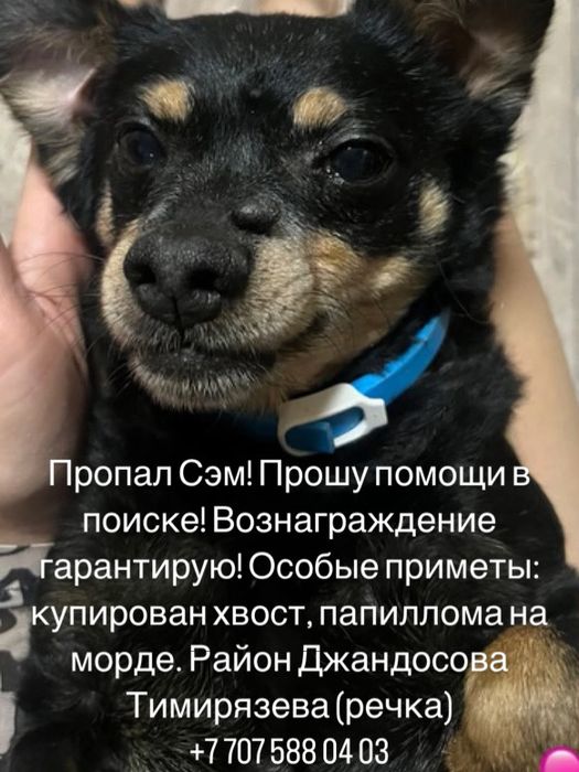 Пропал пес в районе плодика