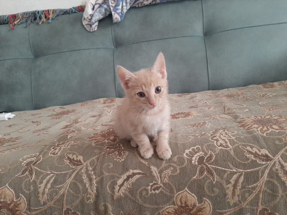 Отдам котенка Мальчика в добрые руки