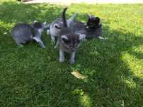 Pisicuțe british shorthair