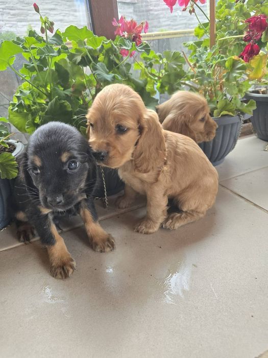 Чистокръвни кокер шпаньол