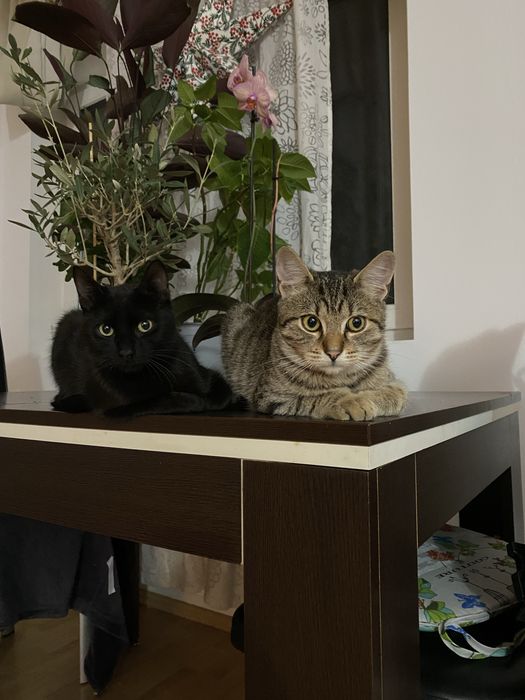 Doi motanei de 5 luni spre adoptie