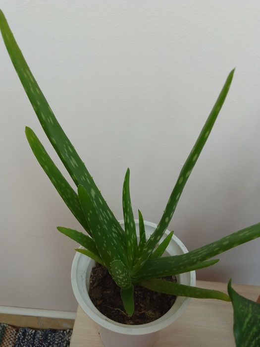 Цветя, алое, сансевиера