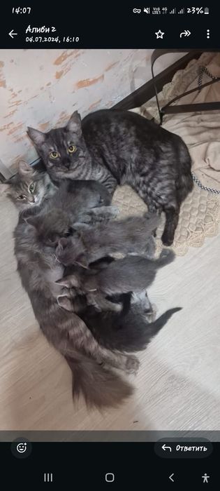Пристраиваем кошек в добрые руки