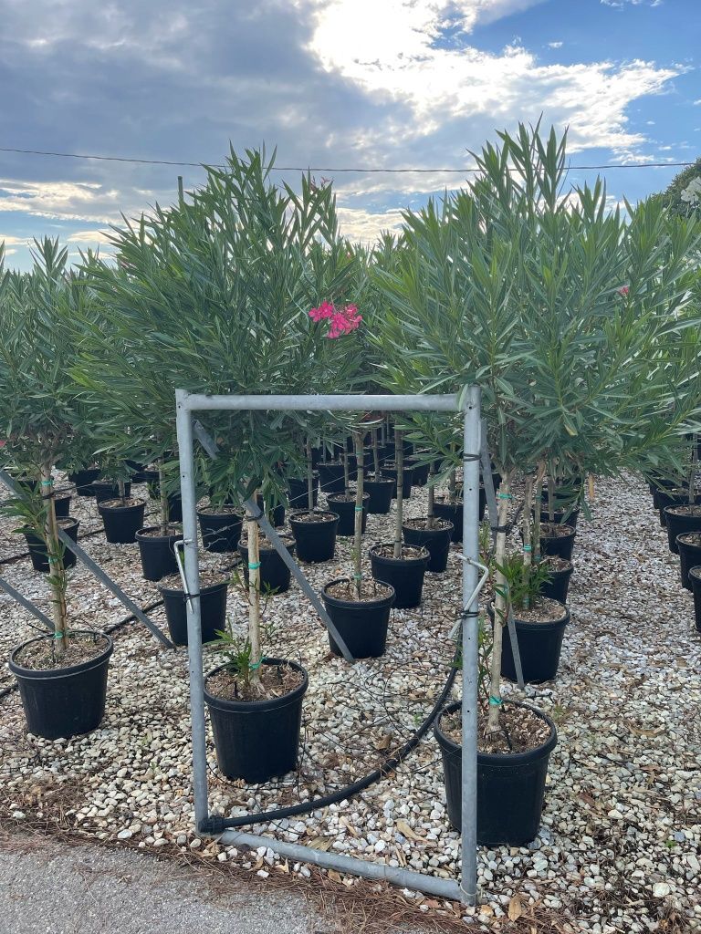 Photinia. Leandru. Palmierii cycas revolut.