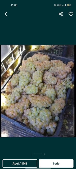 Struguri de vinn