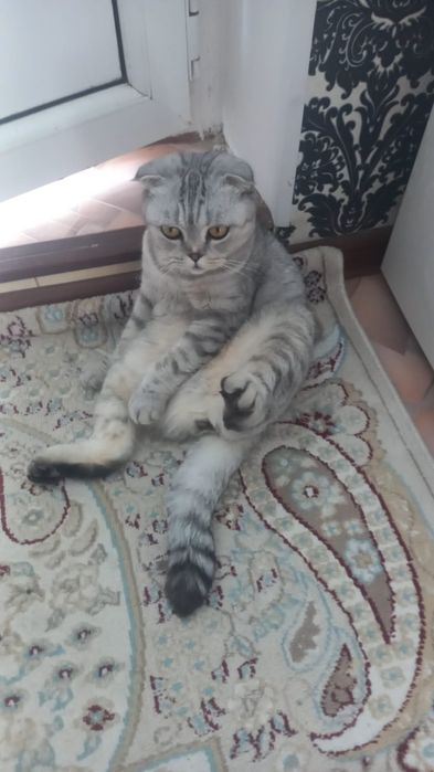 Кот и кошка британские веслоухие