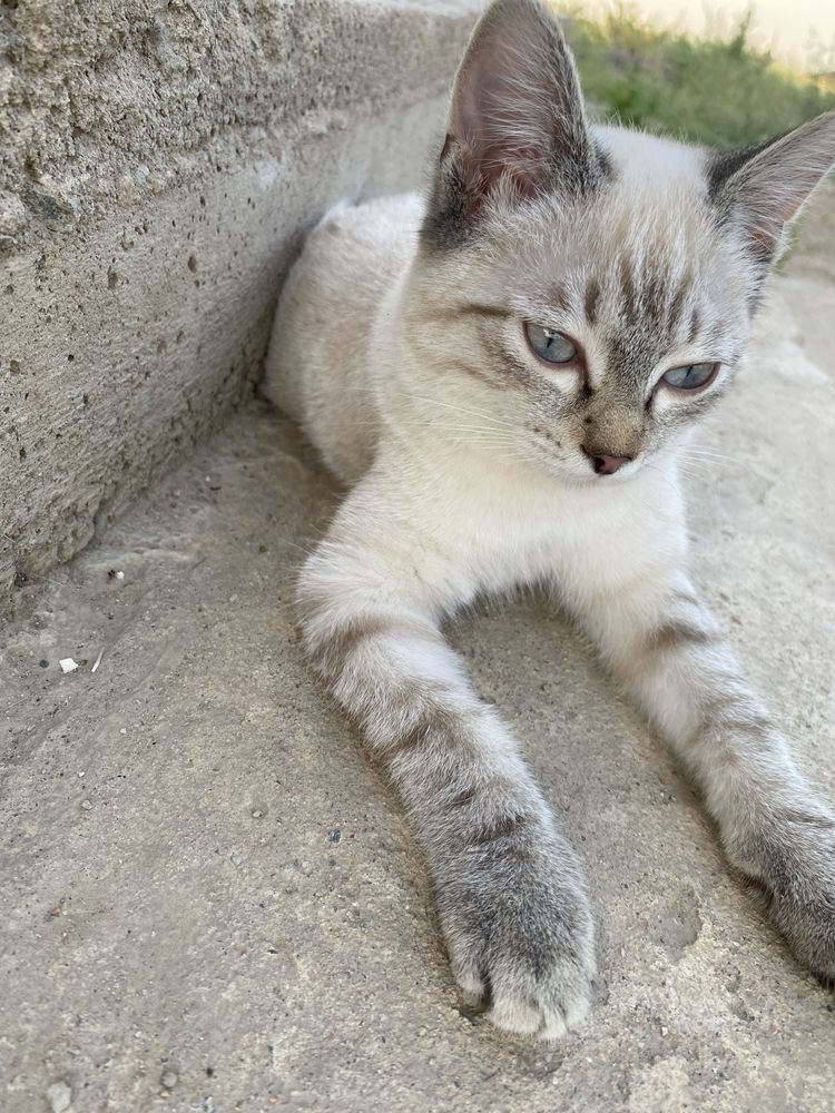 Котенок 4 месяцев