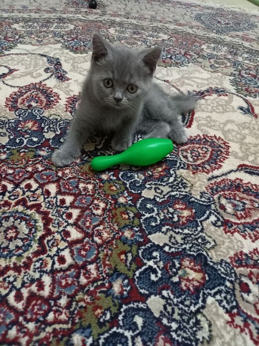 Продается британская девочка скотиш страйт