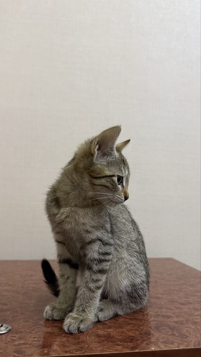 Котенок. Мушукча. девочка