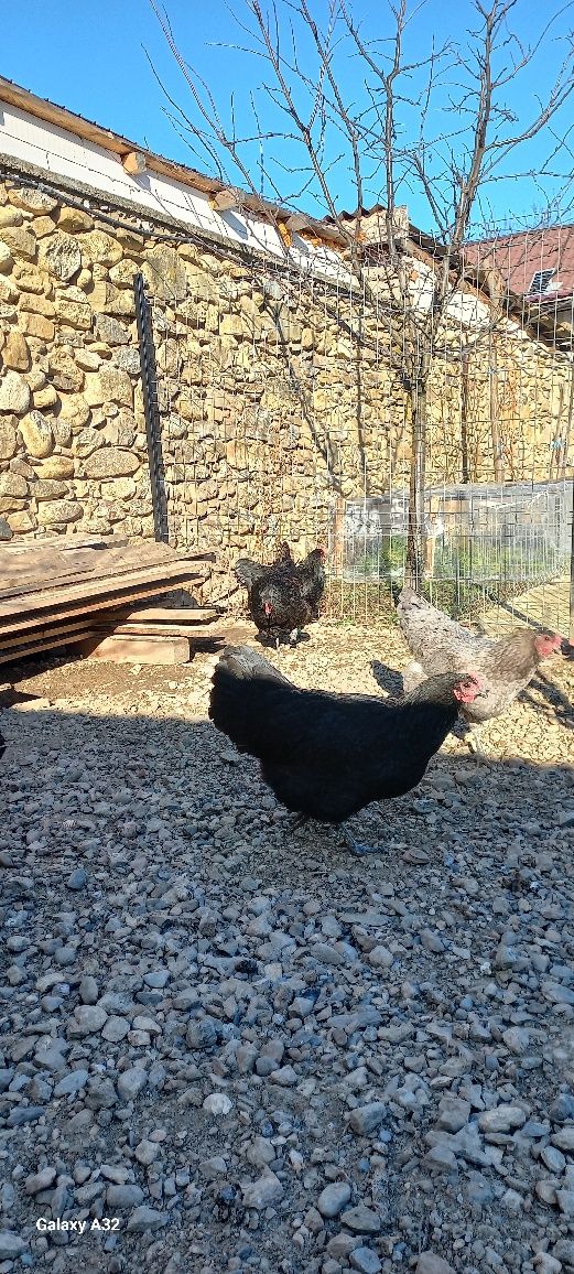 Vând găini australorp