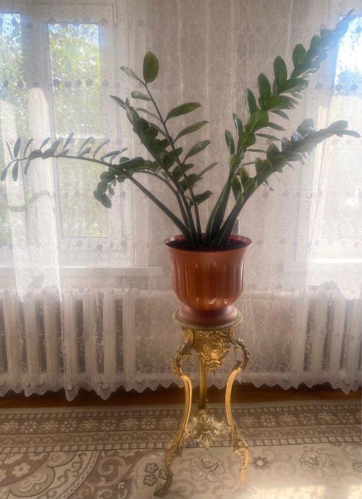 Продам цветы для украшения вашего дома, офиса, организации.