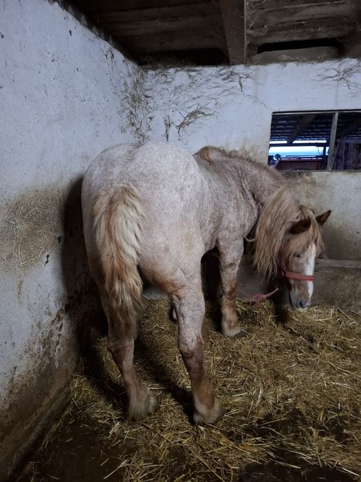 Vand sau schimb iapa de 11/12 ani montata