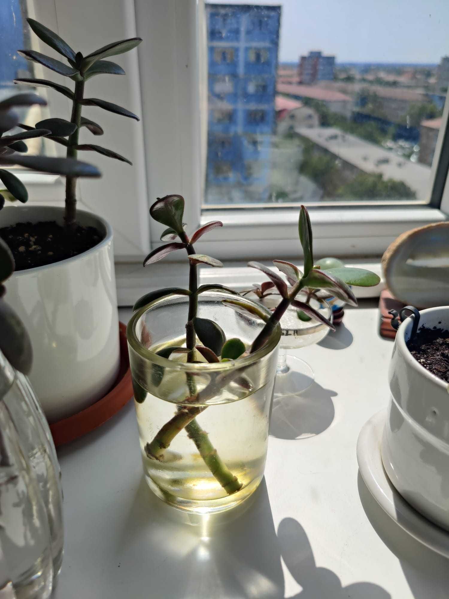 Pui Crassula Ovata (Arborele de jad)