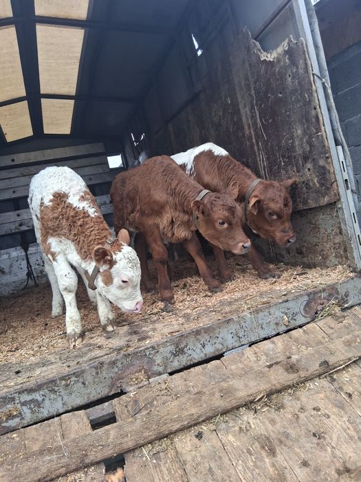 Vind 3 viței mai multe detalii la telefon