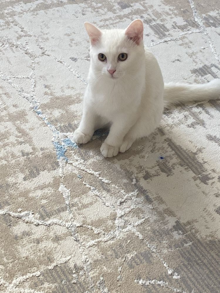 Отдаем кота в добрые руки.