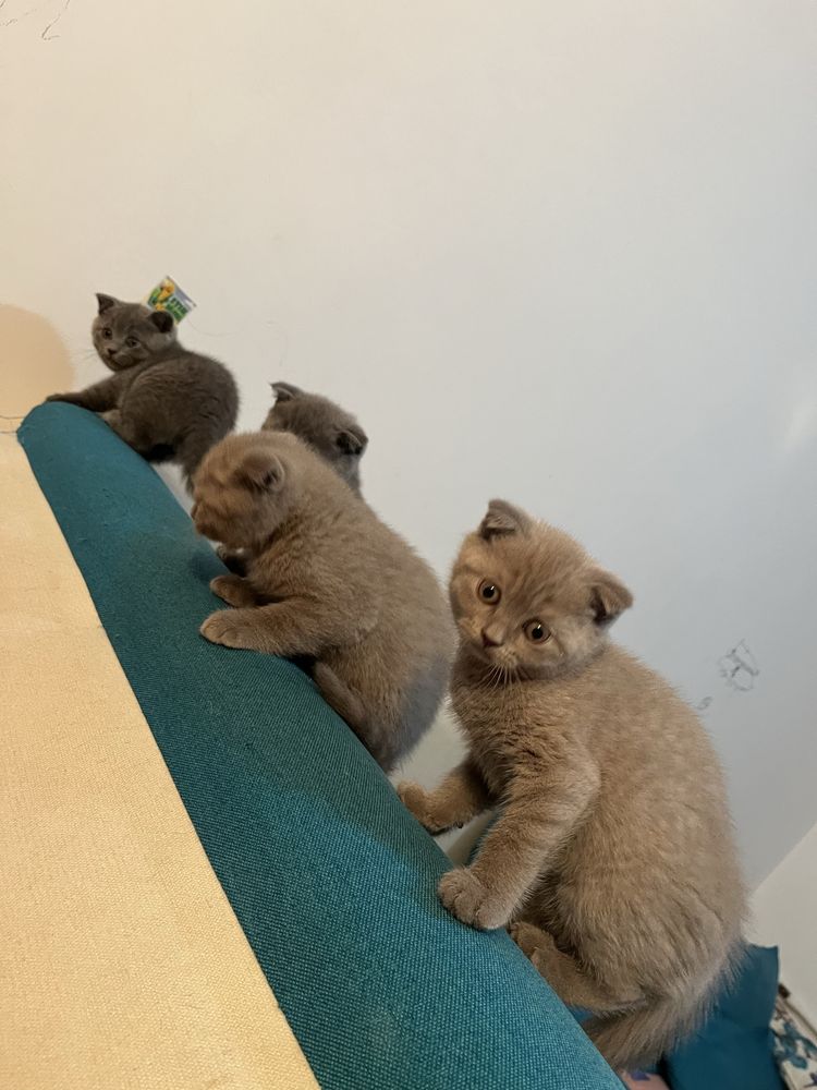 puiuti scottish fold/straight si british