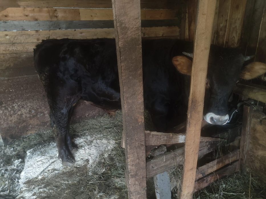 Taur de 1 an, bine întreținut și sănătos