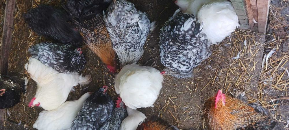 Gaini cochinchina pitic