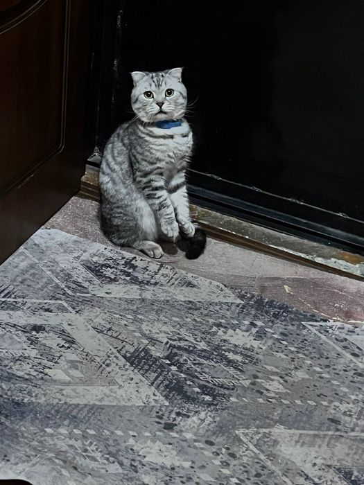 Пропал кот, помогите найти